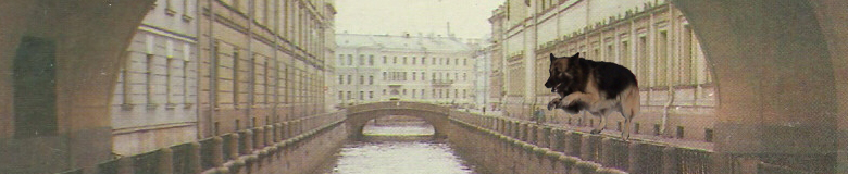 Аджилити в Санкт Питербурге